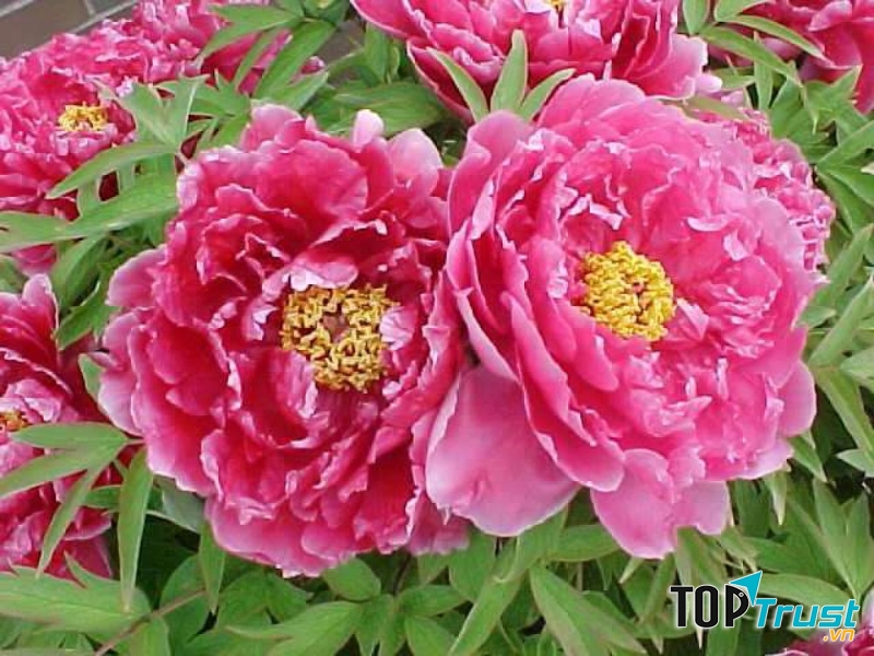 Hoa mẫu đơn - loài hoa “quốc sắc thiên hương”, biểu tượng cho sắc đẹp