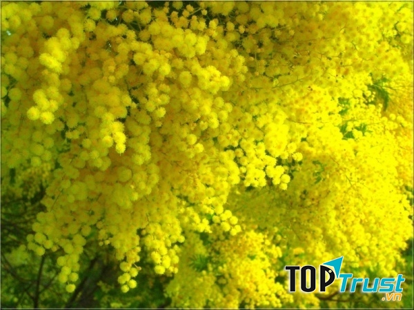 Hoa Mimosa