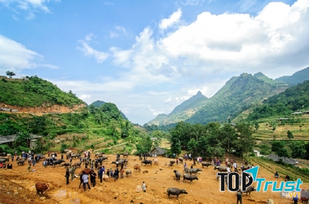 Phiên chợ Cán Cấu nổi tiếng với mua bán trâu