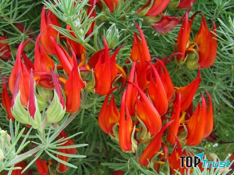 Hoa Mỏ Vẹt được coi là một trong những loài hoa đẹp nhất thế giới