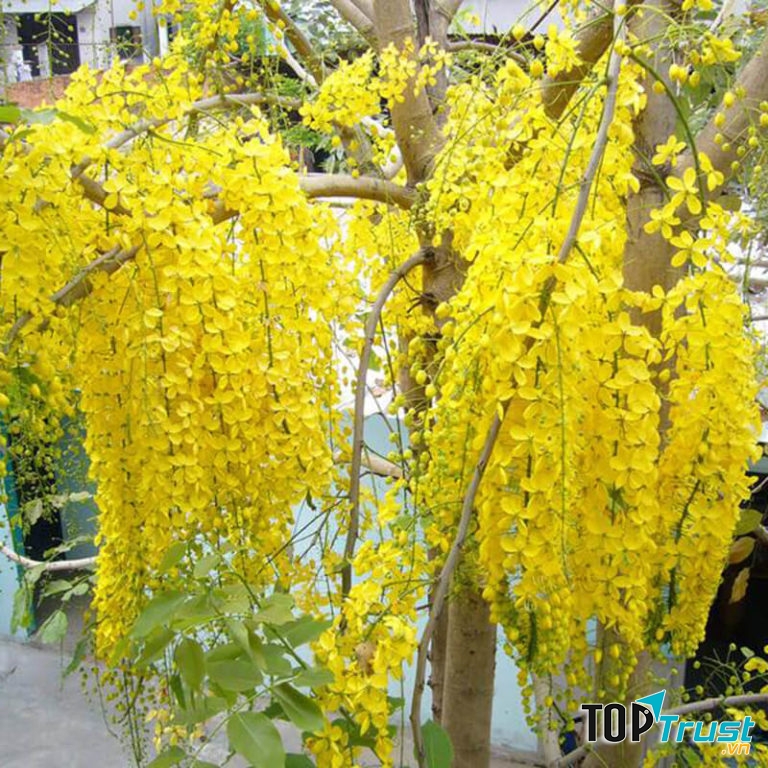 Hoa Muồng Hoàng Yến