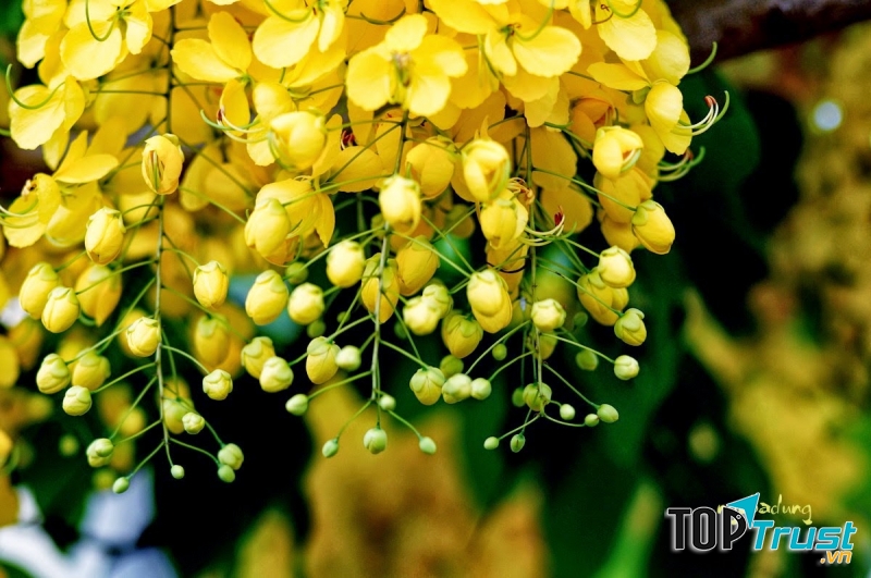 HOA MUỒNG HOÀNG YẾN - THÁI LAN