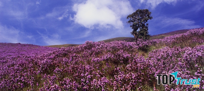 Hoa Neelakurinji là biểu tượng của tình yêu và sự lãng mạn.