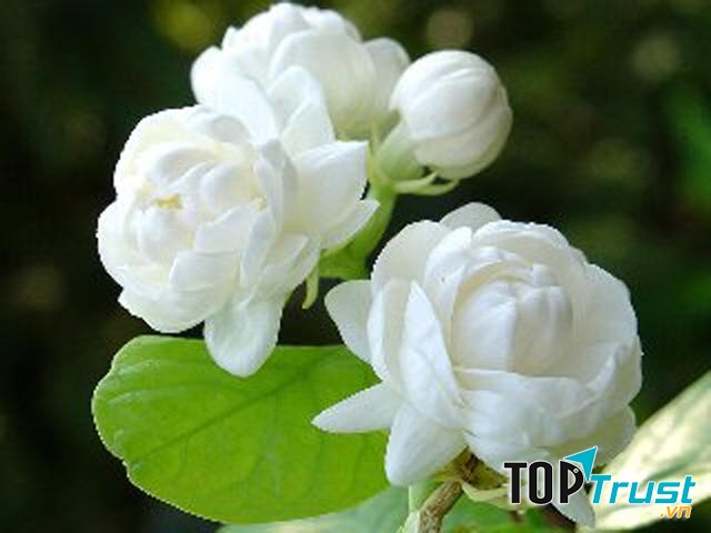 Hoa nhài - loài hoa của vẻ đẹp thuần khiết