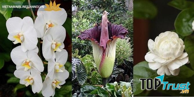 HOA NHÀI, LAN MẶT TRĂNG, HOA XÁC THỐI - INDONESIA