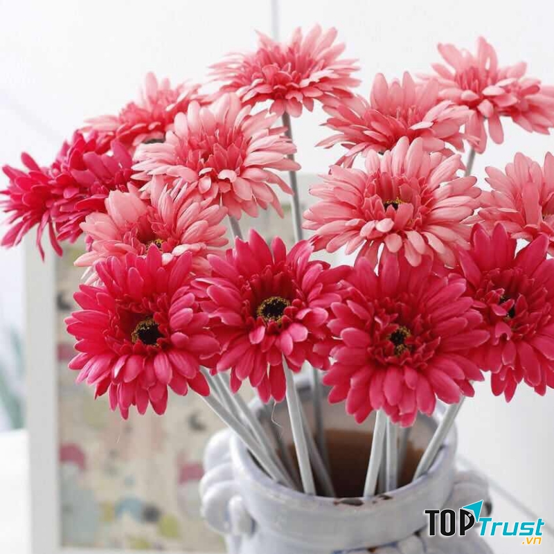 Hoa đồng tiền- đẹp như hoa thật