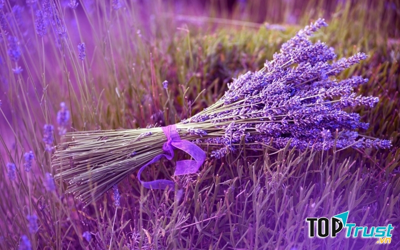 Valentine không có nghĩa là luôn chọn hoa hồng đỏ