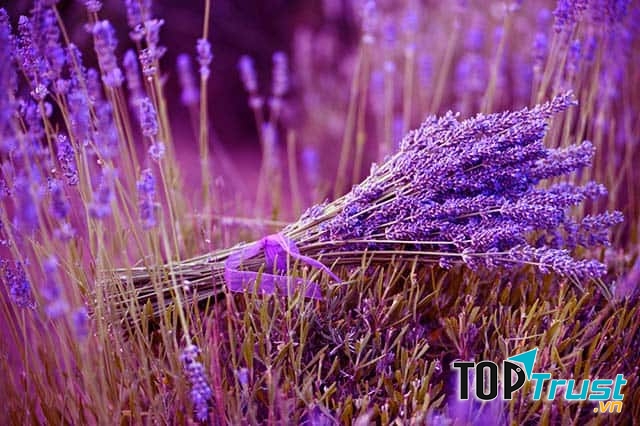 Đối với sức khỏe con người, hoa oải hương còn được dùng để sát trùng vết thương, chống viêm nhiễm.