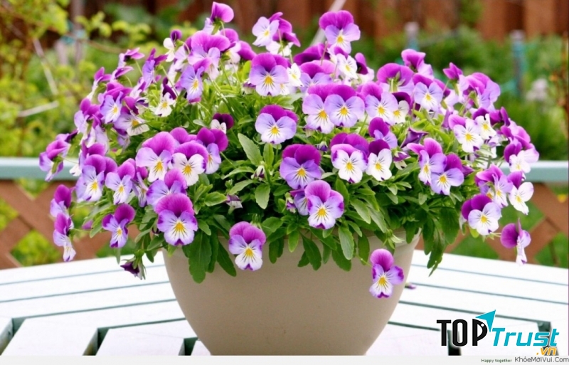 Hoa Pansy﻿