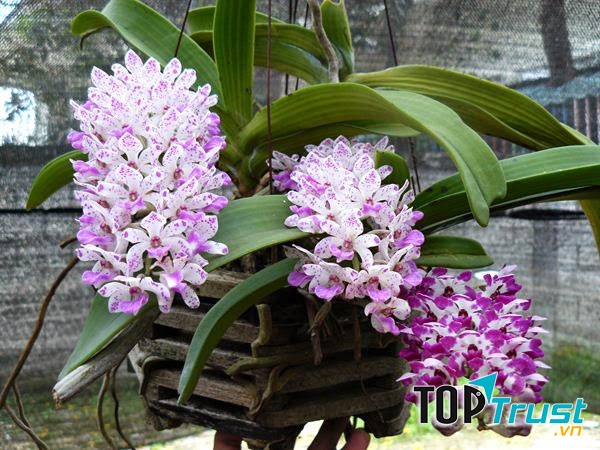 Phong lan đai châu