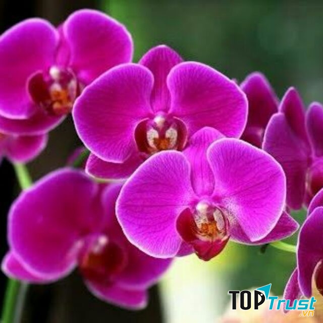 Hoa phong lan