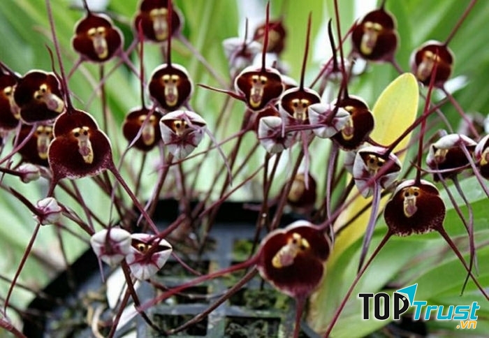 Hoa phong lan mặt khỉ