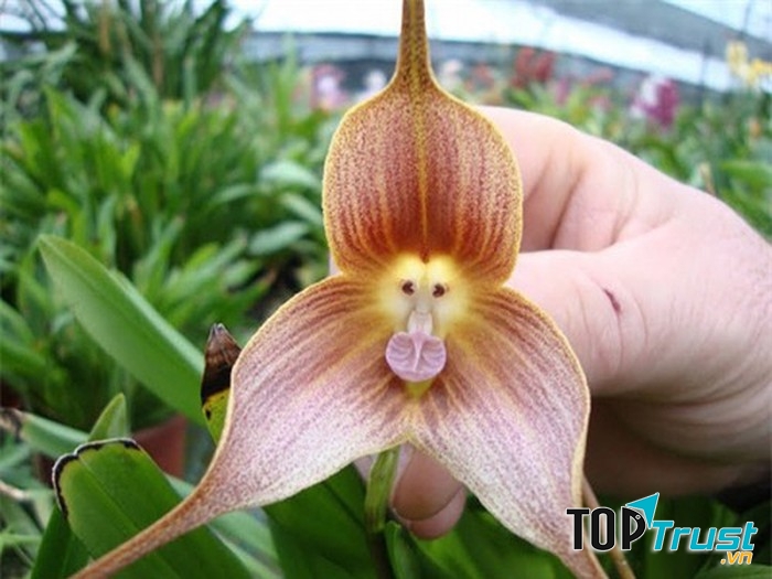 Khi nở rộ chúng có mùi cam chín rất thơm và hấp dẫn. ﻿