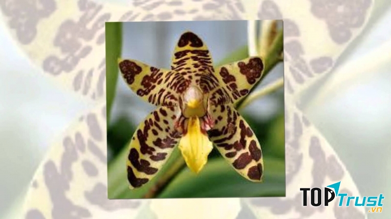 Hoa vàng của Kinabalu Orchid