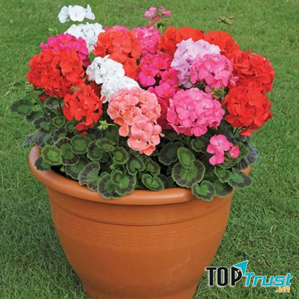 Hoa phong lữ đa màu sắc