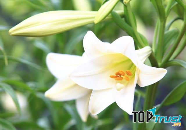 Bách hợp có nghĩa là trăm năm hòa hợp, vạn sự như ý.