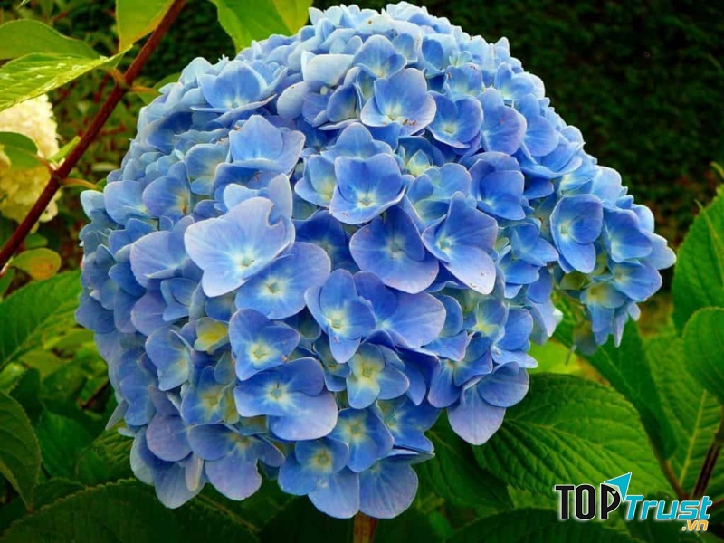 Hoa phong thủy cho ngày Tết: Cẩm tú cầu (Bát tiên) - mang ý nghĩa hạnh phúc và viên mãn cho người thân.