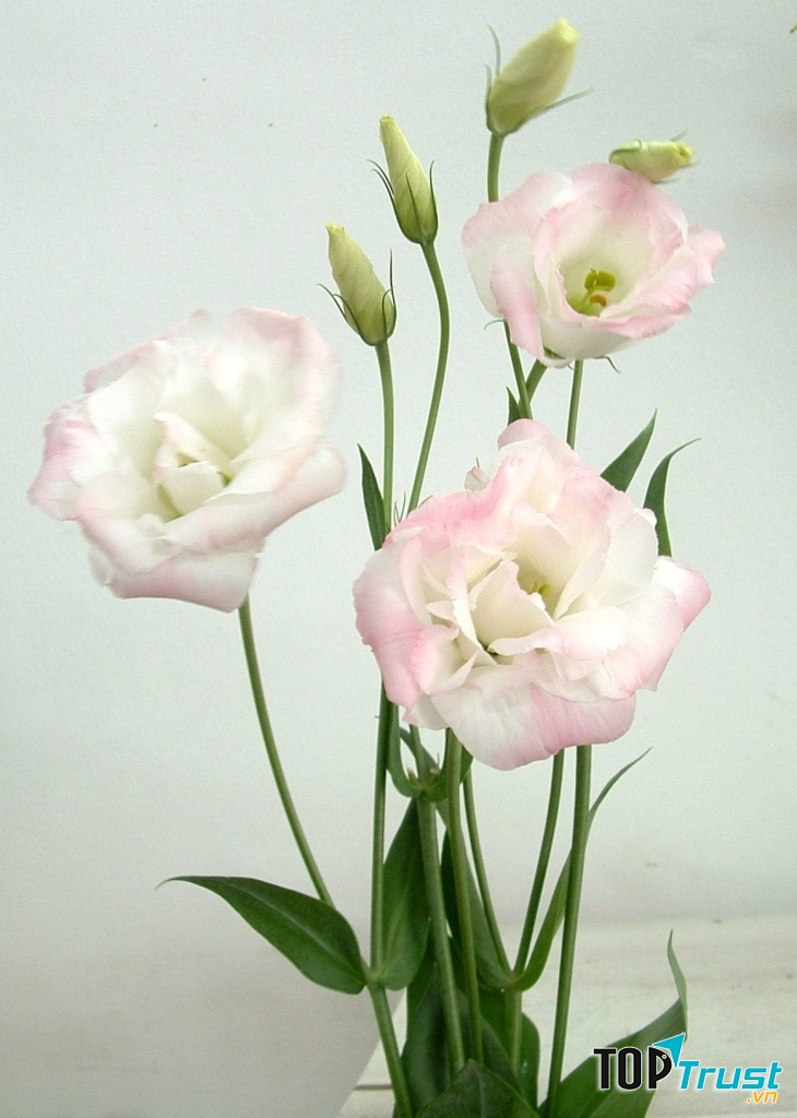 Hoa phong thủy cho ngày Tết: Cát tường - đem lại sự an khang thịnh vượng, như ý cát tường cho gia chủ suốt cả một năm.