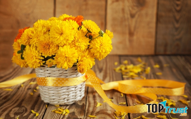 Hoa phong thủy cho ngày Tết: Cúc - biểu trưng cho tình mẫu tử thiêng liêng, ước nguyện phụ mẫu sống lâu cùng con cháu.