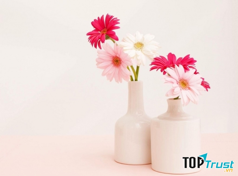 Hoa phong thủy cho ngày Tết: Đồng tiền - hút nhiều tài lộc vào nhà suốt cả năm.