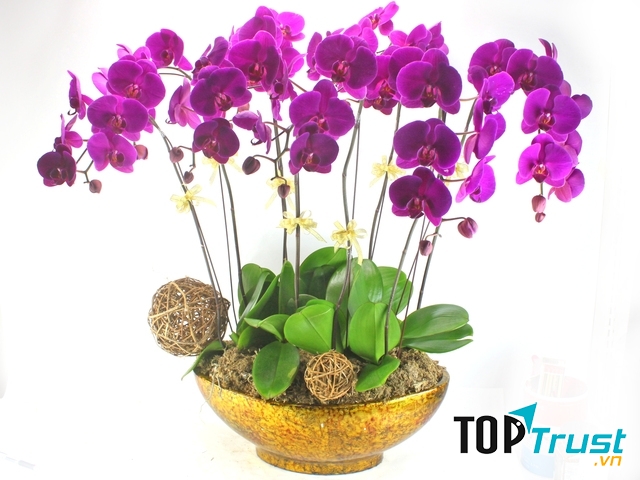 Hoa phong thủy cho ngày Tết: Lan - tượng trưng cho sự quyền quý và sang trọng.
