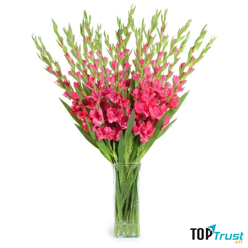 Hoa lay ơn còn được gọi là lan kiếm trong phong thủy có tác dụng trừ tà, xua đuổi điềm xấu, mang đến may mắn, điềm lành cho gia chủ.