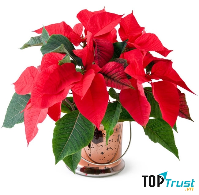 Hoa phong thủy cho ngày Tết: Trạng nguyên - mong ước cho con cái học hành thành tài, đỗ đạt vinh quang.