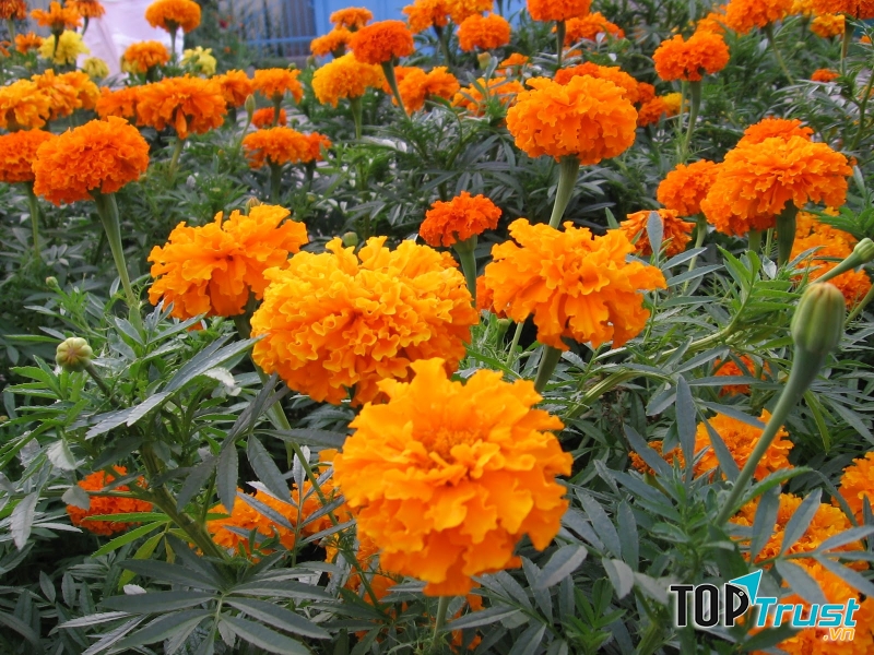 Hoa phong thủy cho ngày Tết: Vạn thọ - báo hiệu cho một mùa xuân bình an hạnh phúc.