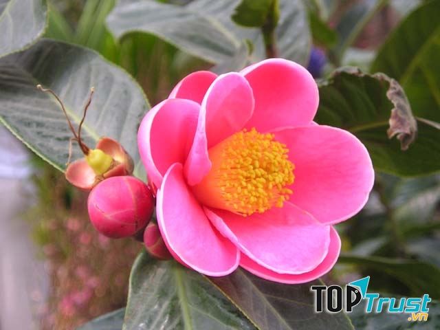 Hoa hải đường mang lại phú quý, làm ăn tấn tới