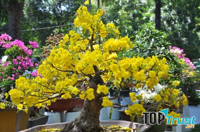 Mai vàng tượng trưng cho sự thịnh vượng, phát triển