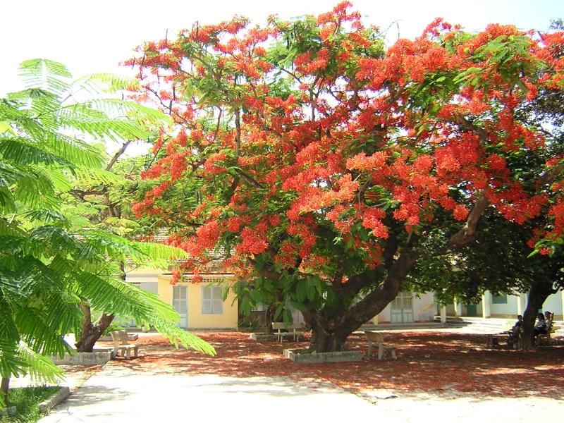 Tán phượng thì xòe rộng ra như cái dù phi công trùm lây một khoảng sân rộng