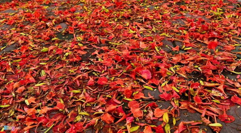 Xác phượng khắp sân trường đỏ hồng như xác pháo.