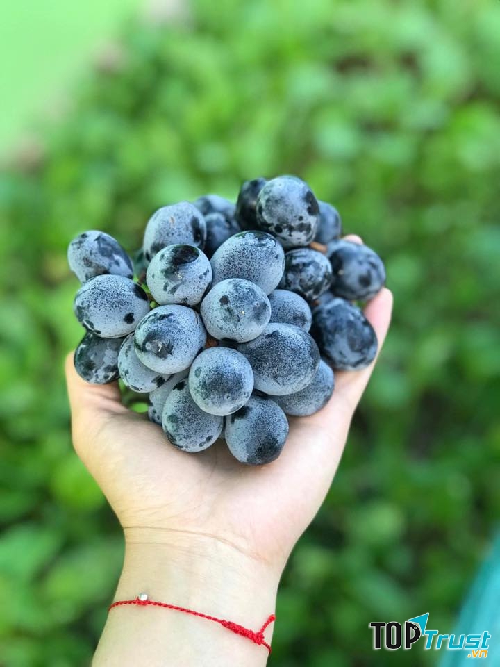 Hoa quả sạch Thanh Hoá Goldfruit