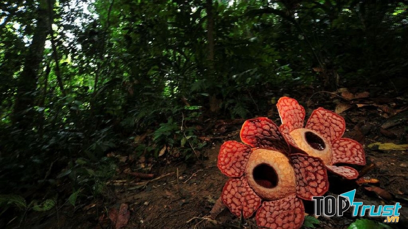 Hoa Rafflesia