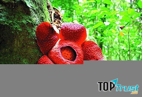 Hoa Rafflesia