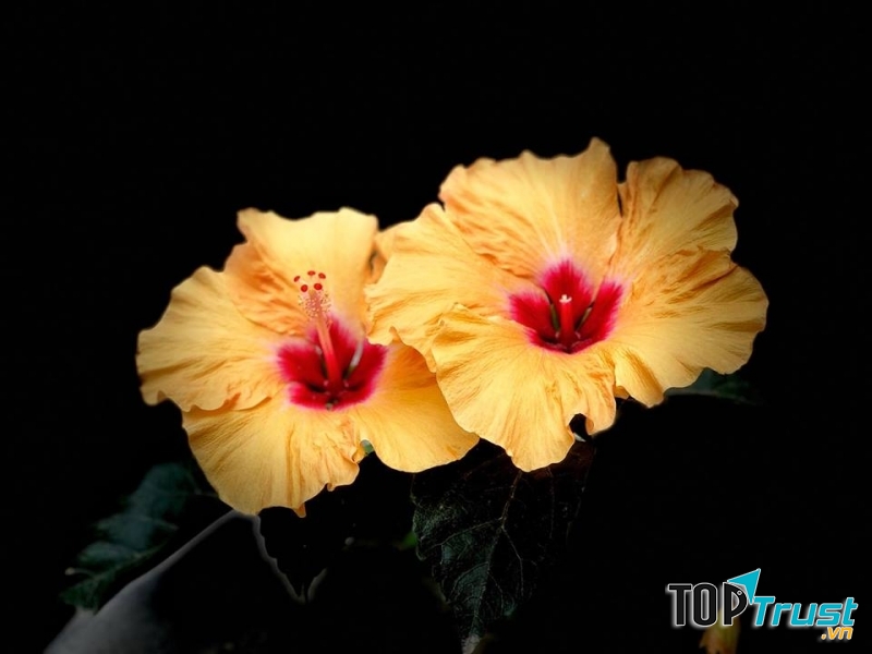 hình ảnh đẹp về hoa