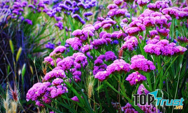 Hoa salem tím là biểu tượng của tình yêu cao thượng