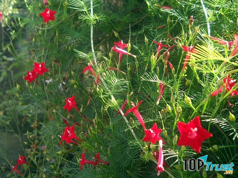 Cây hoa sao làm cây công trình, cây leo giàn hay được trồng làm hoa leo quanh hàng rào, bờ tường