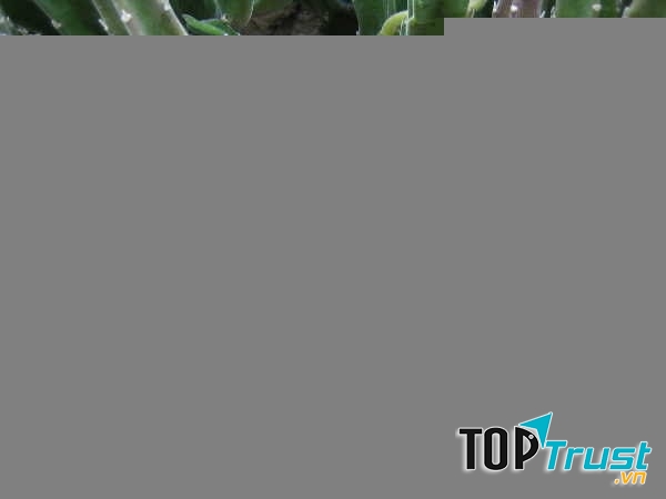 Hoa sao biển thối