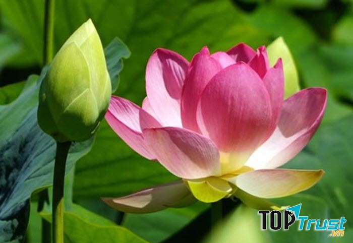 Loài hoa tượng trưng cho vẻ đẹp tươi sáng, cao sang và thuần khiết mang tính chất dân tộc.