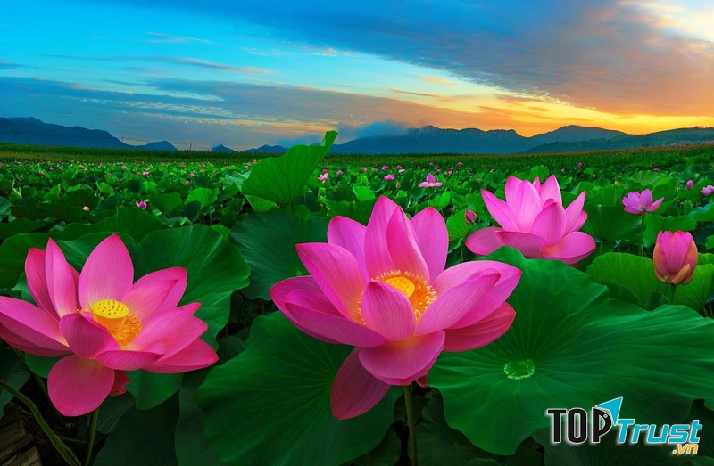 Hoa sen, Quốc hoa của Việt Nam