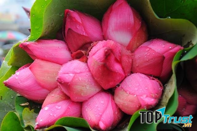 Hoa sen - loài hoa của cốt cách