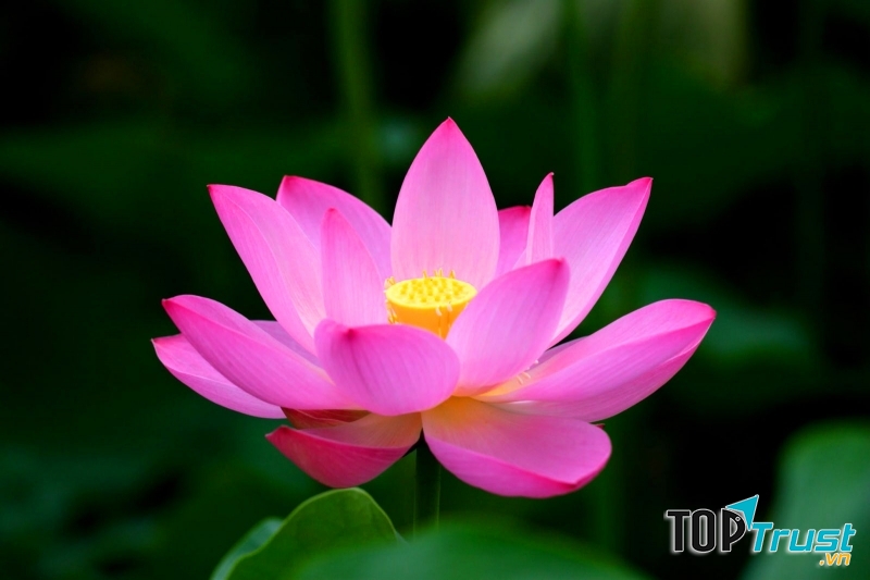 Hoa sen có khả năng tẩy tế bào chết