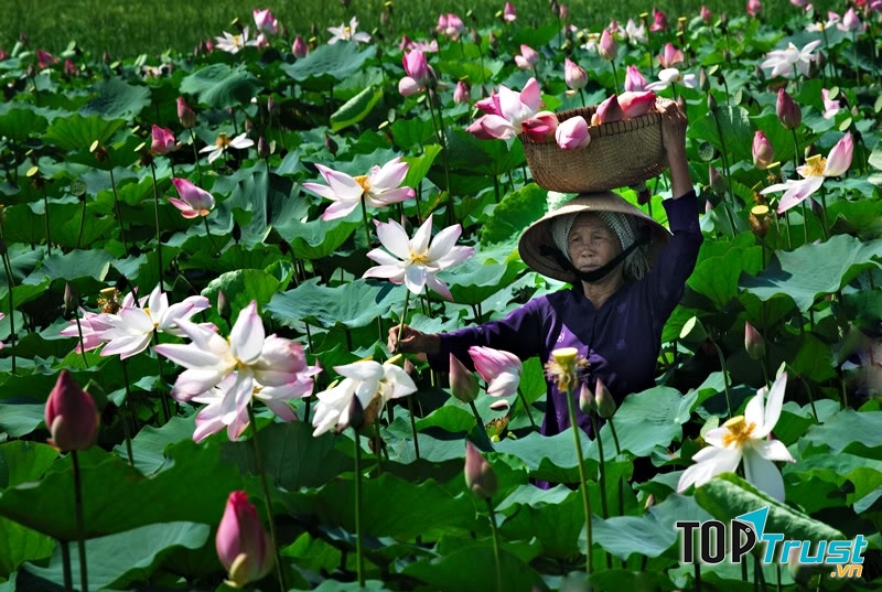 Sen xuất hiện ở khắp nơi tại Đồng Tháp
