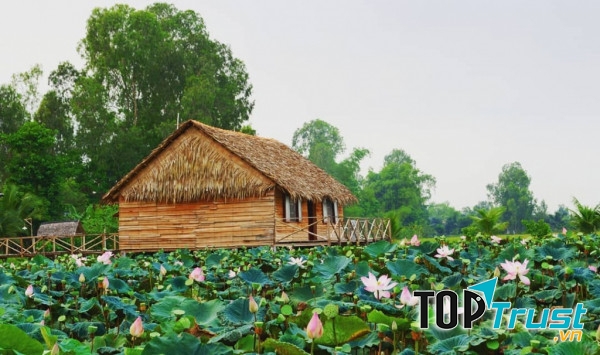 Thời điểm đẹp nhất đến xứ sen hồng này là vào dịp gần Tết Nguyên Đán