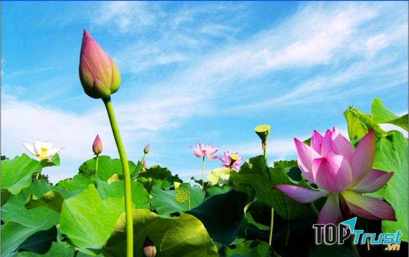 Tháp mười đẹp nhất bông sen
