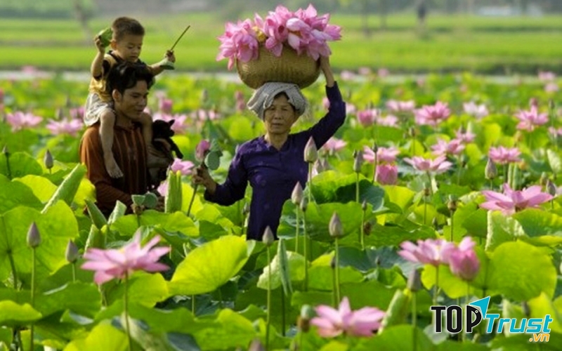 Hoa sen Đồng Tháp Mười