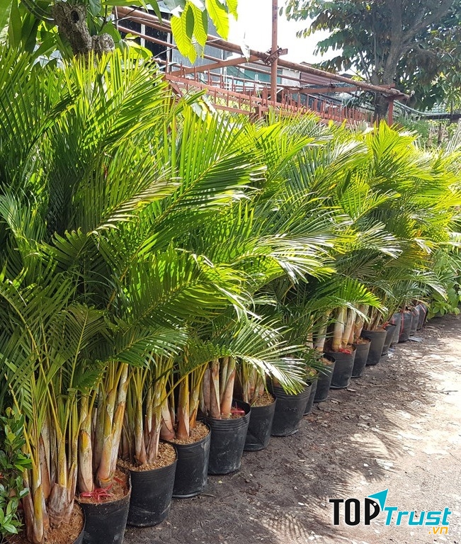 Sản phẩm của Hoa Sen Việt