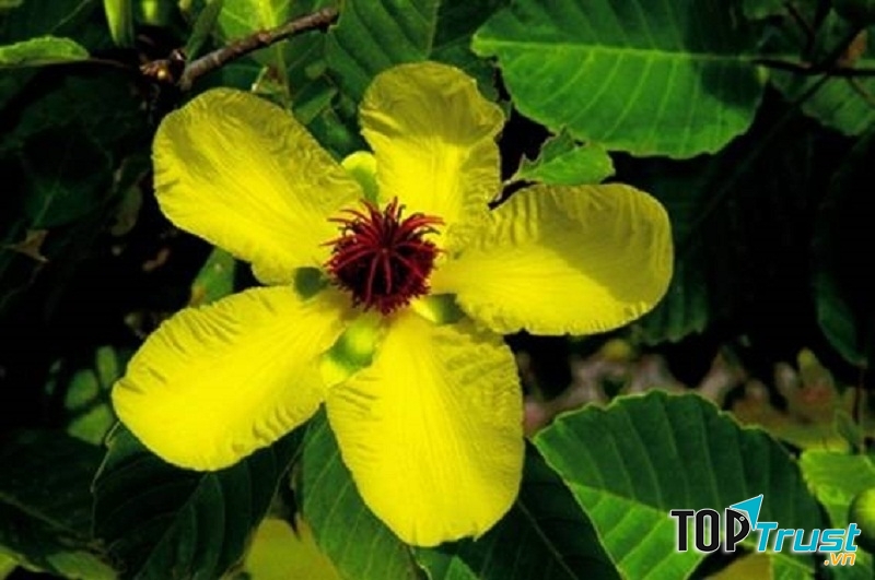 HOA SIMPOR - BRUNEI