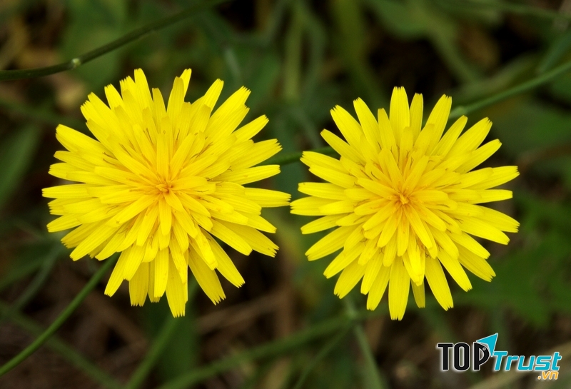 Hoa Snowdonia Hawkweed